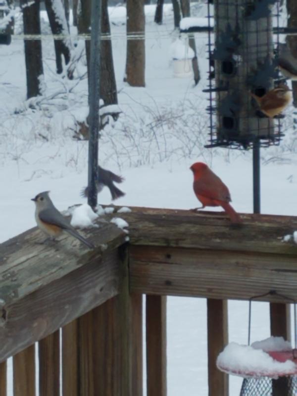 A few of my birds enjoying a winter feast.