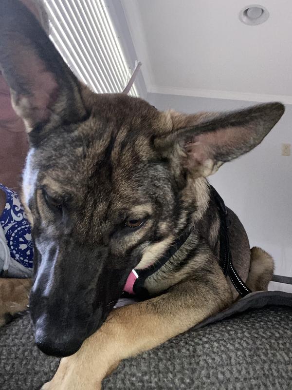 Nature's Miracle Skunk Odor Remover and Neutralizing Formula Shampoo