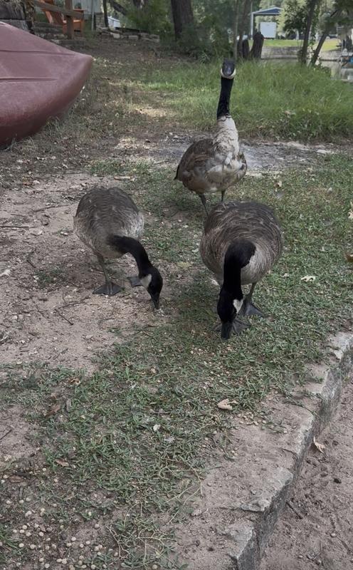 You can also feed the animals on land.