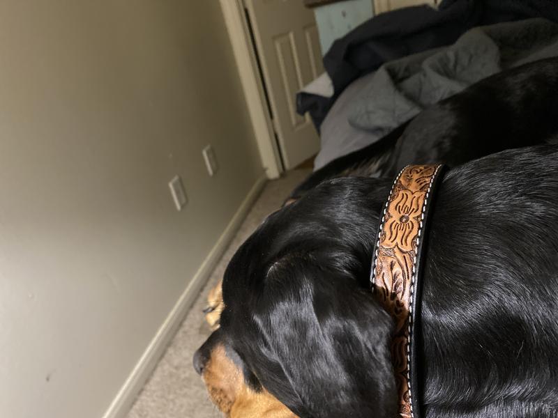 Love! Love! Love! The collars I will purchase again.