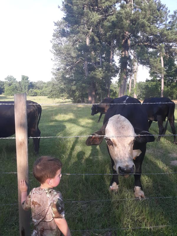 No bull talk here! Admiring new fence.