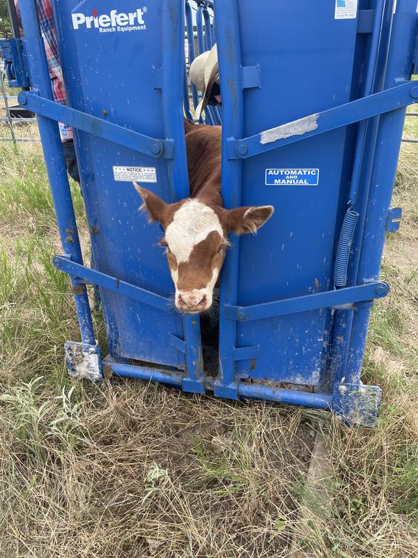 Red Angus and Hereford - Springtown, Texas