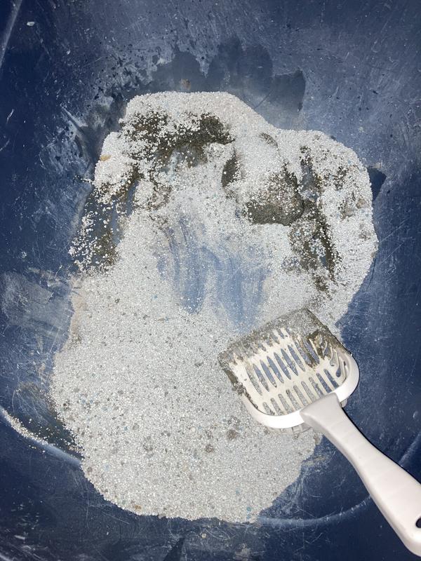 Every day cleaning they changed for the worst all litter not just this one!
