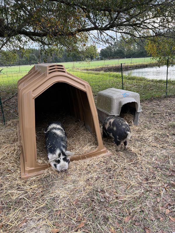 Checking out the Big Pig House!