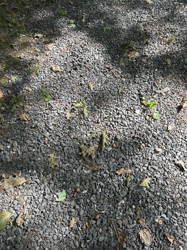 I had gray crushed rock and needed to fill in but got coral