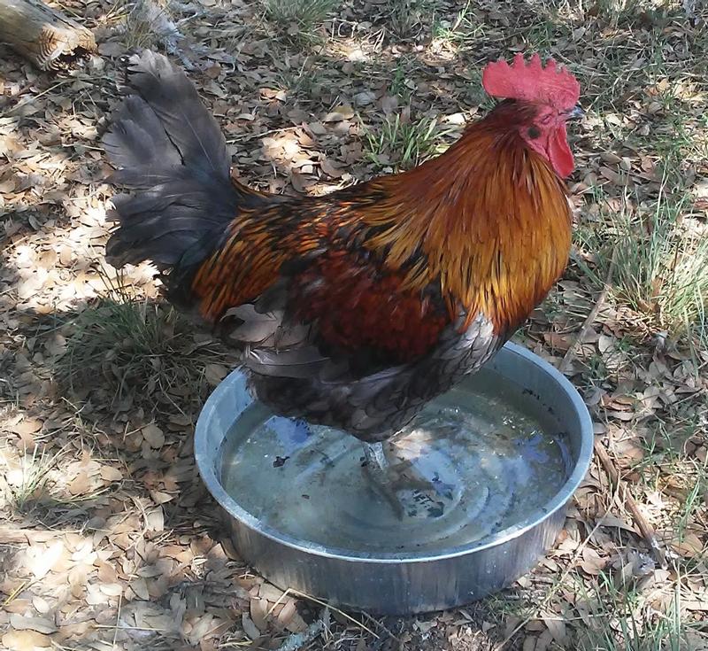 BigBoy cooling off