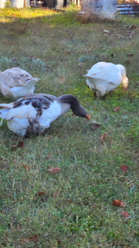 Love my geese