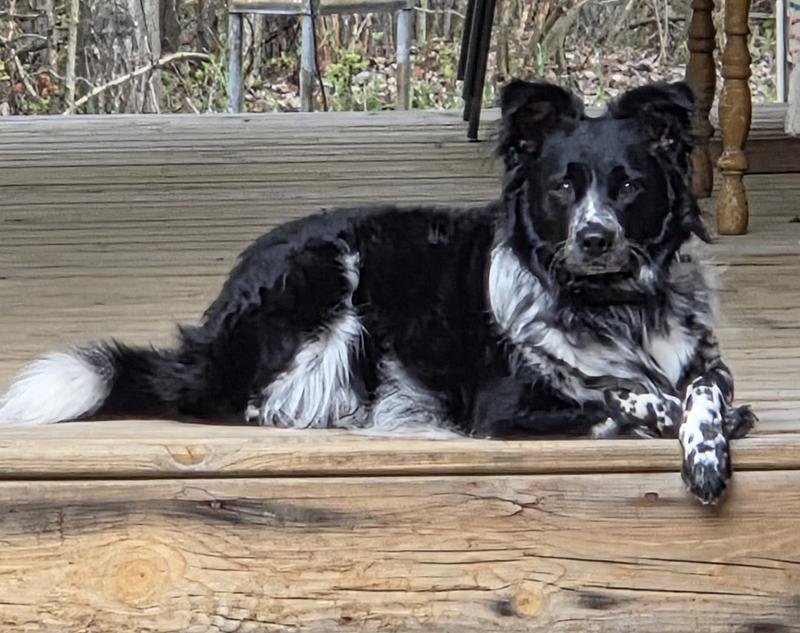 Kya: Bil-Jac's Vet Dog Treat Lover