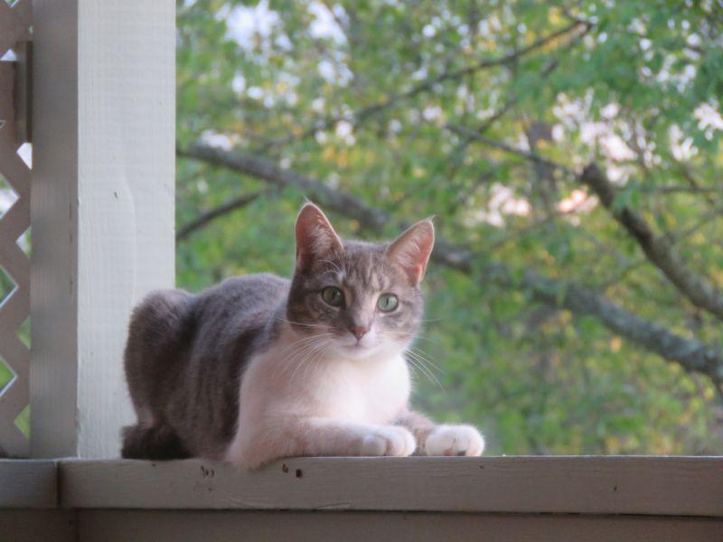 My Angel Cat