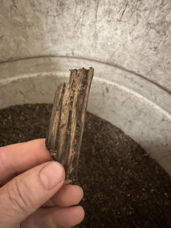 Wood in Standlee Beet Pulp Shreds