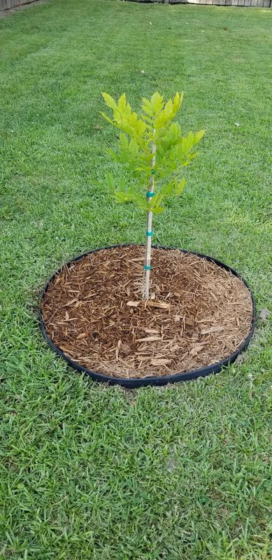 Planted in June 2020