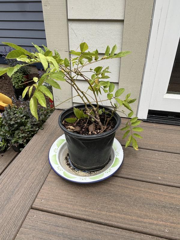 Doesn't look like what I ordered