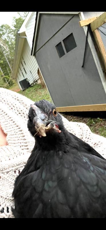 Our Special Chicken