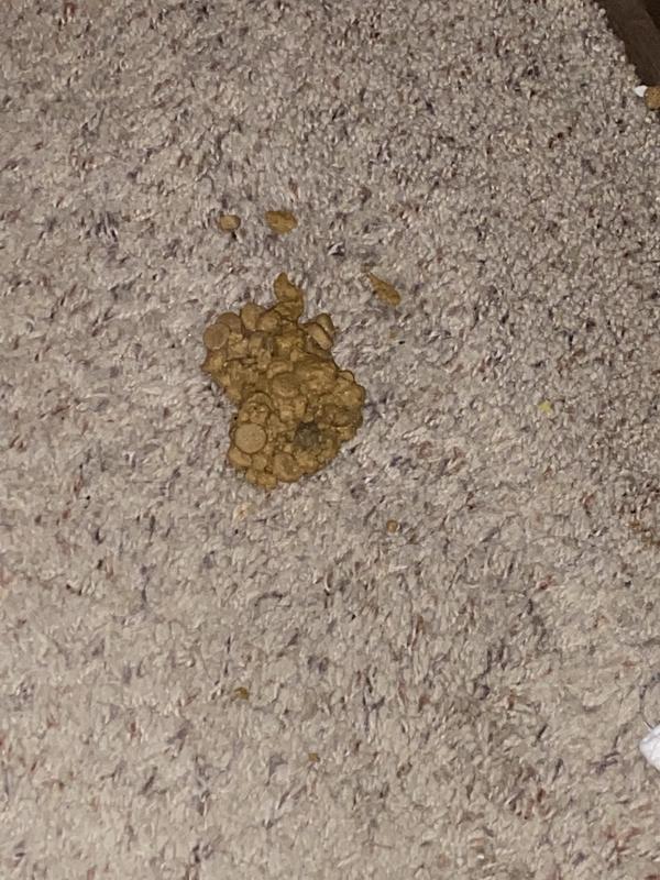 Not even digested. Blurp!