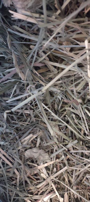 Short chopped orchard hay