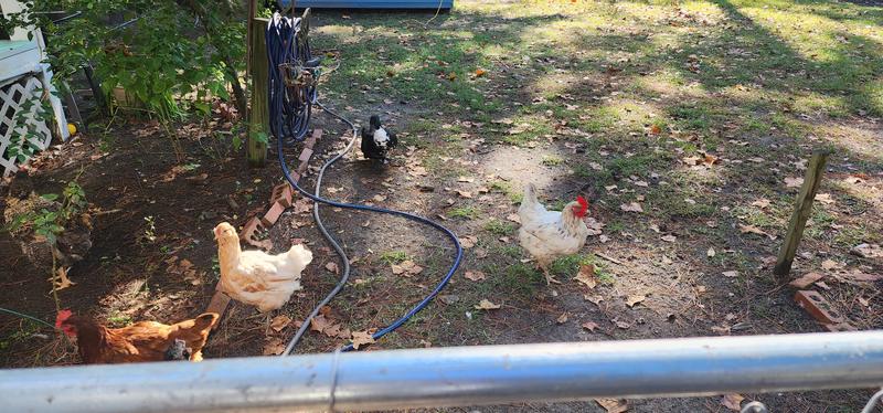 Its a Flock Party,