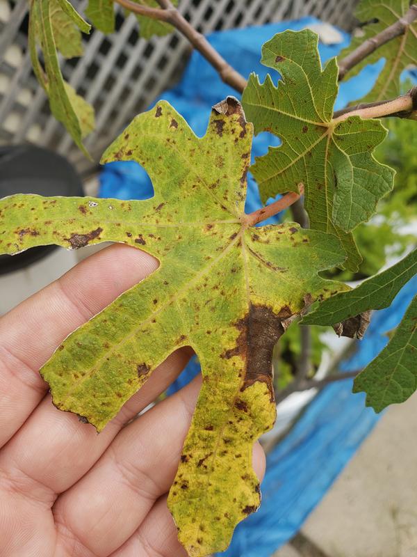 Close up of leaves in condition it came