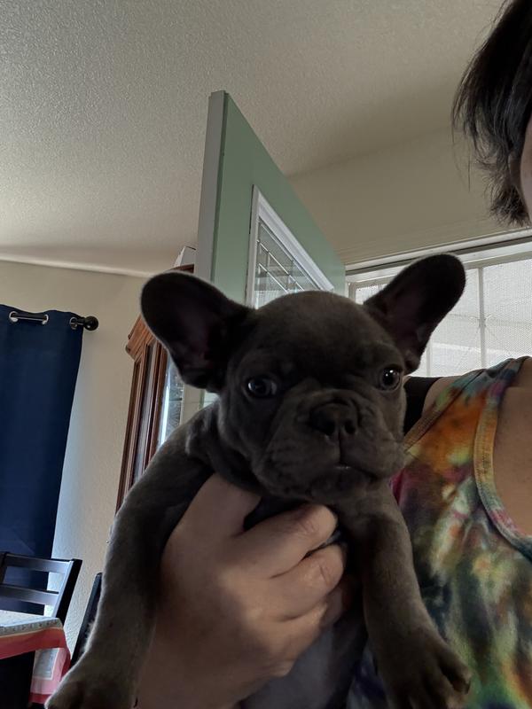 All Victor fed fur babies