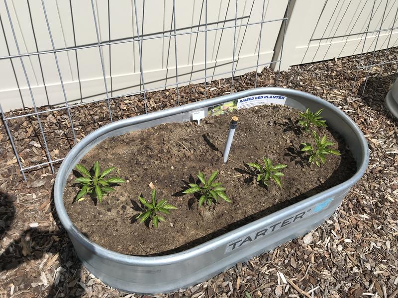 I have both round and oval.  They are the perfect size for a few vege plants.