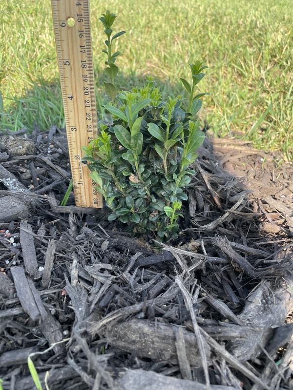 Seedlings not plants!