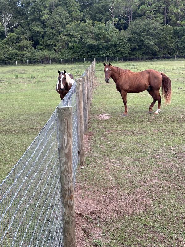 The brown horse is 15.1 hh and you can see how high it comes to him.