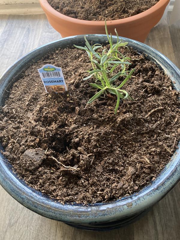 Single little rosemary