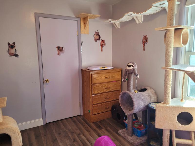 The rope bridge with platforms on the wall in cattery room.