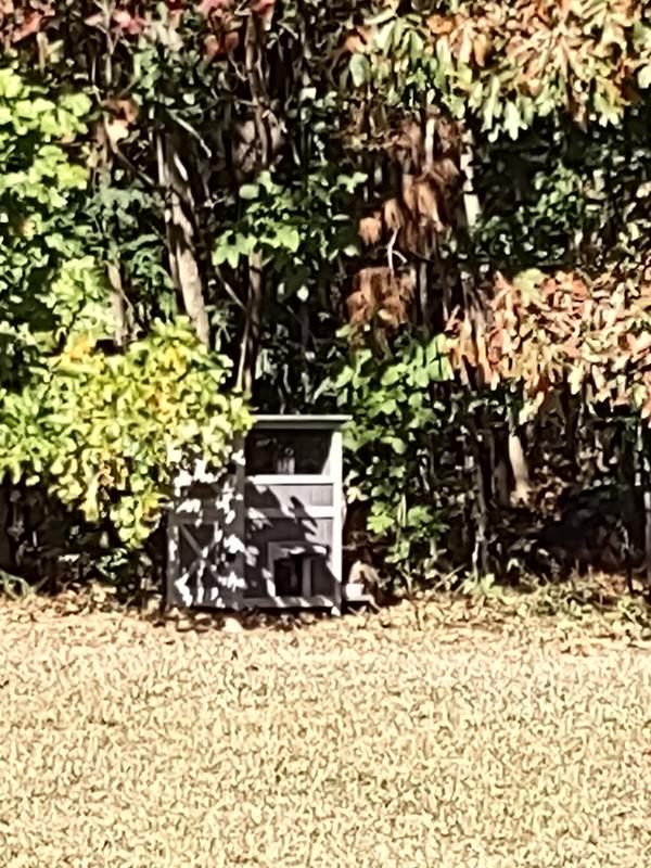 Cat House