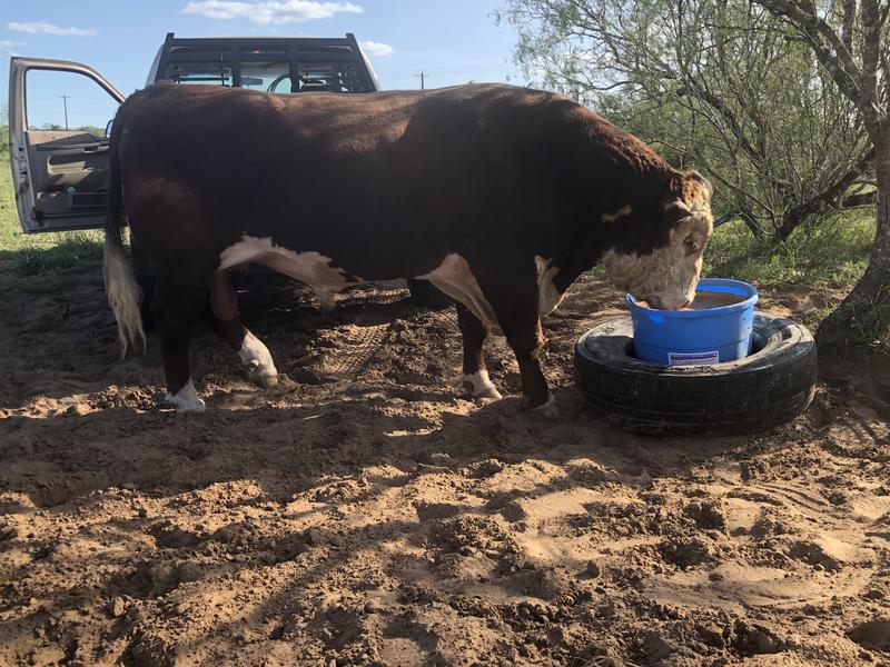 My Hereford bull and tub results.