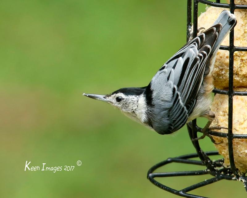 White-breasted Nuthatch