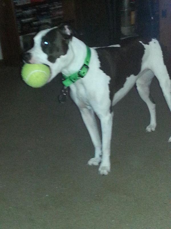 KC and her Kong tennis ball