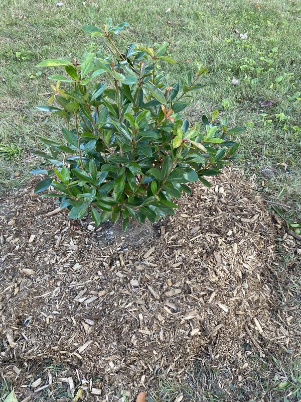 Cleyera Japonica in ground