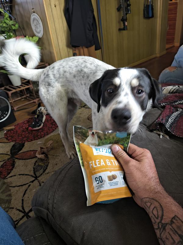 Benny Loves His Flea & Tick Medicine