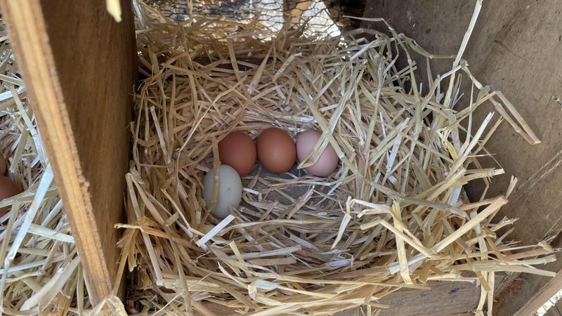Clean eggs 🥚🥚🪺 !!