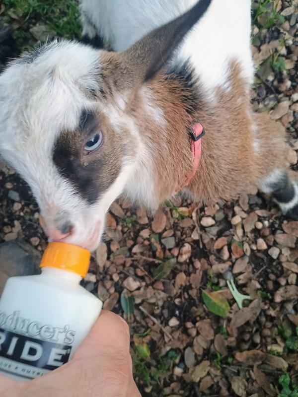 Cutie wants Dumor milk replacer