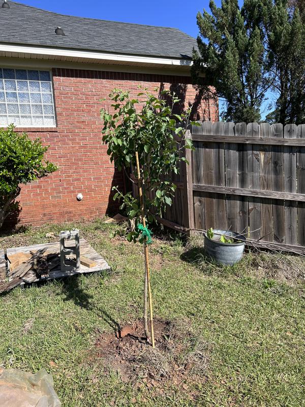 Perfect Plants 5 gal. Potted Fuji Apple Tree at Tractor