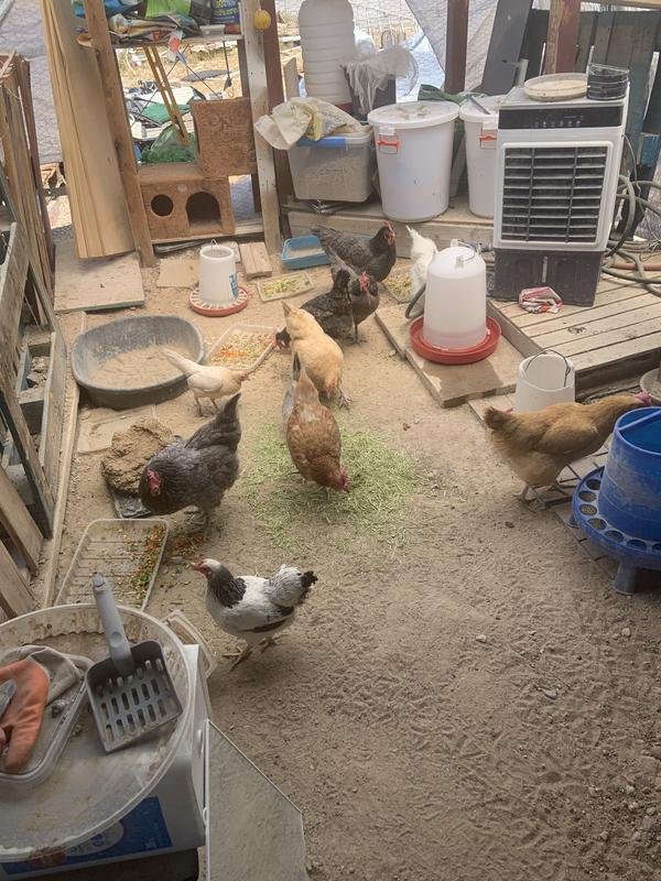 Feather raptors looking for their grubs