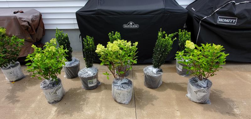 Plants after unboxing