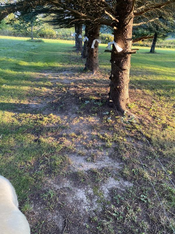 Clips all the way down tree line