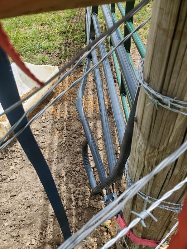 Calf bent like pretzel