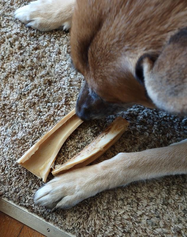 My Shepherd with the split bone