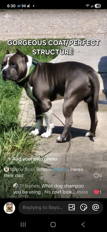 Mom, dad, and the pups