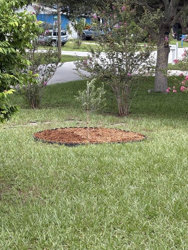 Arbequina Olive tree, Tractor Supply