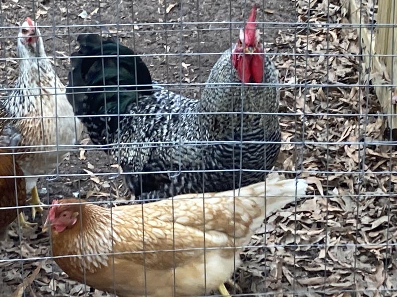 My chickens like the Farm to Flock