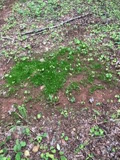 thumbnail image 2 of Evolved Harvest Throw & Gro No-Till Deer Food Plot Seed 2 of 14