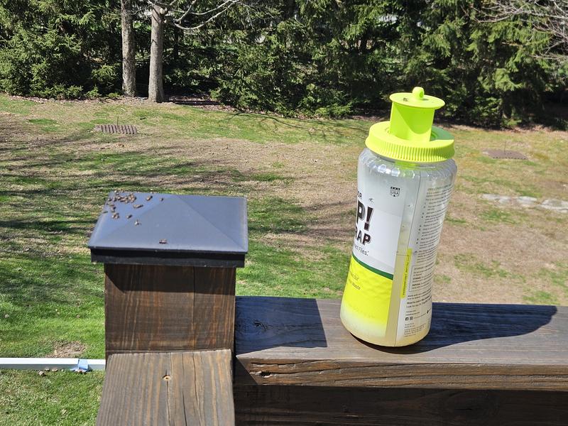 A few of the hundreds of flies sitting next to it.