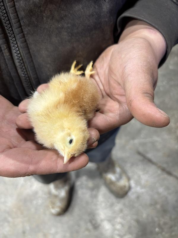 Hoover's Hatchery Live Assorted Color Egg Production Baby Chicks, 10 ct ...