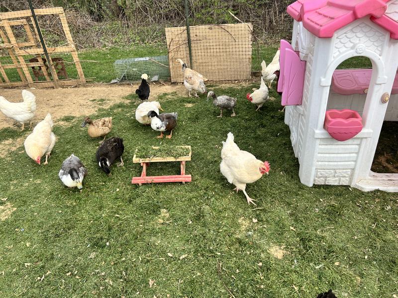 Just clucking around