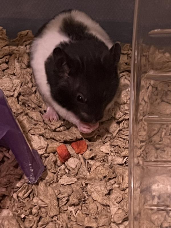 Douglas using Carefreah natural paper bedding from TSC.
