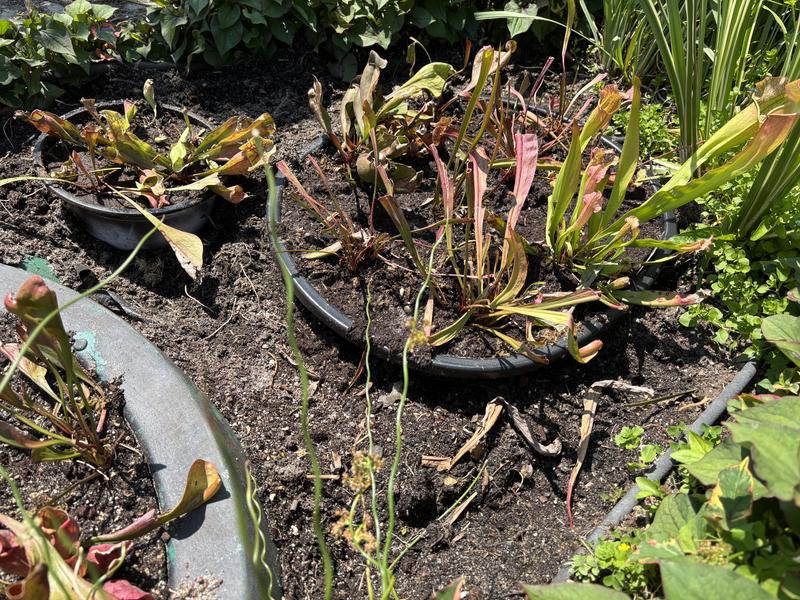My new carnivorous plants can only be watered with rainwater, so l must minimize watering area via containers .This is just the rough start to my bog garden.